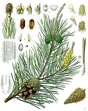 Representação das principais características de Pinaceae em Pinus sylvestris (imagem do Köhlers Medizinal Pflanzen).