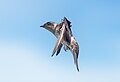 Image 108Purple martin in flight in Cape May, New Jersey