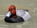 Redhead Aythya americana