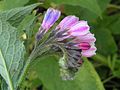 Russian comfrey close-up