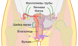 Схема женских половых путей и яичников человека