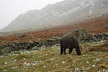 Dans un paysage accidenté et rocheux, un poney noir broute paisiblement alors qu'il est battu par la pluie, la neige et le vent.