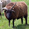 A Hebridean sheep with one horn on one side and two on the other