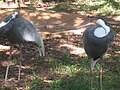Two White-naped Cranes