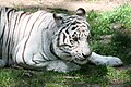 White Tiger (Panthera tigris)