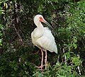 Image 34White ibis in Ocean City, New Jersey (I kind of prefer the uncropped version)