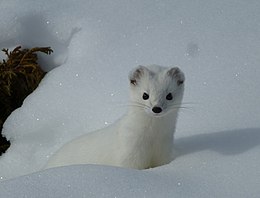 Hermelin fehér téli bundában