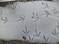 Jarabice sa vyskytujú celoročne, stopy v snehu