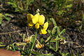 Crotalaria retusa