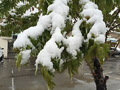 2015-05-07 07 46 46 New green leaves covered by a late spring wet snowfall on a Freeman's Maple on Silver Street in Elko, Nevada.jpg
