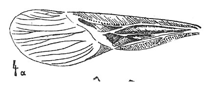 aile de Daclera sp. 1937 N. TH. éch AS8 p. 360 pl. XXVII Hémiptères du Stampien d'Aix-en-Provence