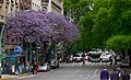 Jacaranda in Buenos Aires downtown, Argentina