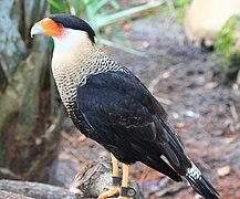 Caracara cheriway