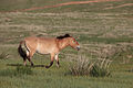 Khustain Nuruu National Park, Mongolia