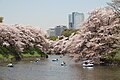 千鳥ヶ淵 Chidorigafuchi