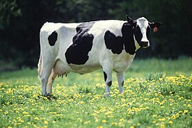 Vaca leiteira da raça Holstein-Frísia