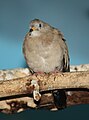 Croaking Ground Dove