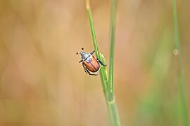 Cryptocephalus sexpunctatus in karavasta Albania.jpg