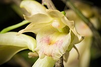 Dendrobium nudum