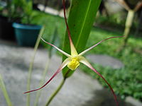 Dendrobium longicolle