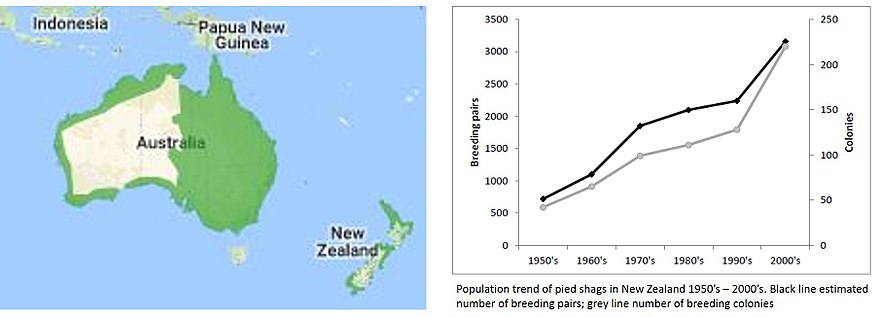 Distribution of pied cormorant in Australia and New Zealand[8] and the population trends in New Zealand[9]