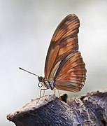 Dryas iulia.