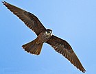 Սեւաքար բազէն Eleonora's falcon