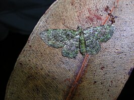 Eupithecia orichloris