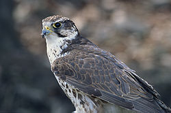 Vargfálki (Falco cherrug)