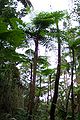 Forêt dense sempervirente humide avec fougères arborescentes sur l'île des Pins