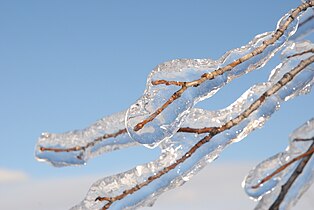 Freezing rain surrounding branches