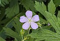 Geranium cultivar. Lila.