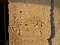 Artistic graffiti of a canine figure at the Temple of Kom Ombo, built during the Ptolemaic dynasty