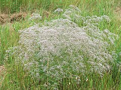 Description de l'image Gypsophila paniculata.jpg.