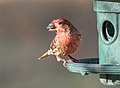 Image 42House finch with a sunflower seed at a feeder in Green-Wood Cemetery