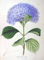 Miniatura para Hydrangea macrophylla