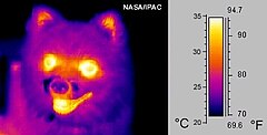 Image infrarouge d'un chien : l'infrarouge étant normalement invisible, il est impossible de lui attribuer autre chose que des couleurs conventionnelles mais évidemment fausses. Ici la gamme des couleurs correspond à la gamme des températures, de sorte qu'une mesure, ou tout au moins une évaluation, devient possible. Les zones les mieux irriguées par la circulation sanguine et les moins masquées par le pelage apparaissent logiquement plus chaudes que les autres.