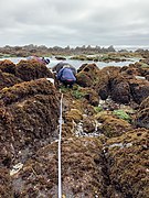 Intertidal transect sampling 02.jpg