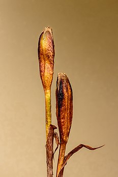 Capsules encore fermées d'un iris de Sibérie. (définition réelle 3 456 × 5 184)