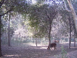 Jungle in Punjab / Pakistan