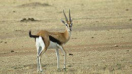 Tomsono gazelė (Gazella thomsonii)