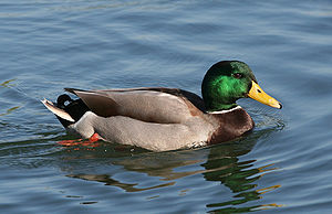 Male Mallard Duck