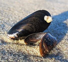 Mussels ip 't strange