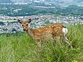 二重目から望む奈良市街。遠景に奈良少年刑務所。