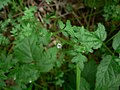 Nemophila parviflora