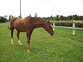 English: Standardbred horse Deutsch: Amerikanischer Traber