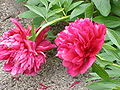 Paeonia officinalis cultivar 'Rubra Plena'