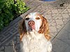 Brittany Spaniel