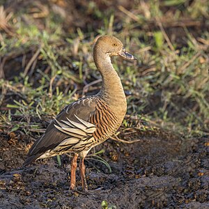 Plumed whistling duck, by Charlesjsharp