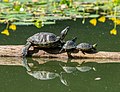 Image 20Pond sliders in Prospect Park